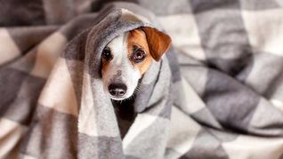 Cómo reducir el malestar animal en las fiestas