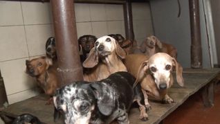 Rescataron a 55 perros que eran maltratados en un criadero ilegal en Caballito