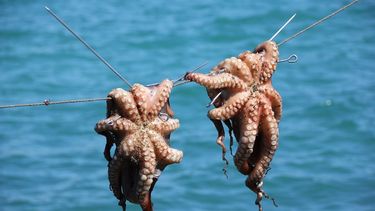 Prohíben y restringen la pesca de dos animales del mar