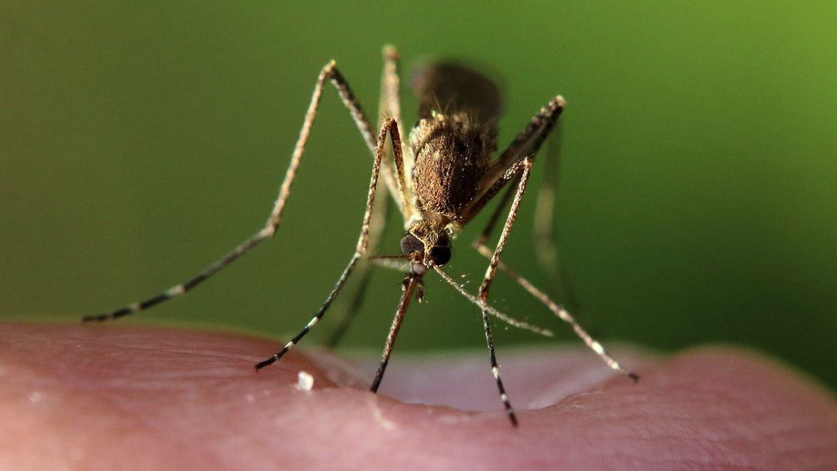 Mosquitoes: what allergic reactions their bites can cause