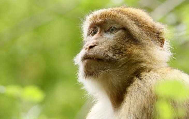 Viruela del mono: Suecia detectó el primer caso en el país