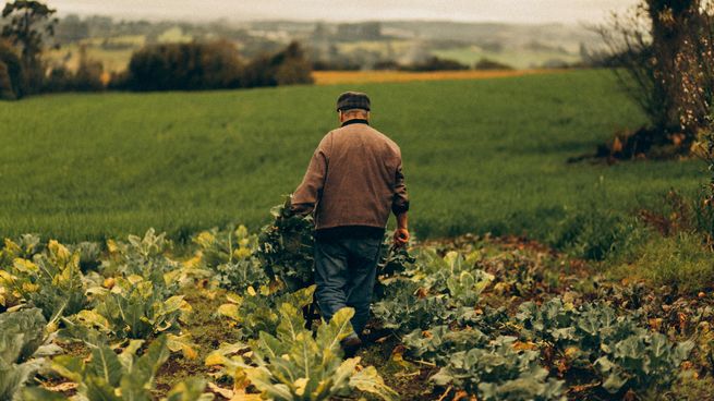 Millones buscan alternativas para cultivar alimentos en casa. Este invento inteligente revoluciona la huerta con tecnología y eficiencia sostenible.