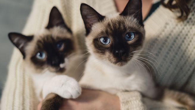 Los gatos se ven cada vez más dentro de los hogares argentinos.