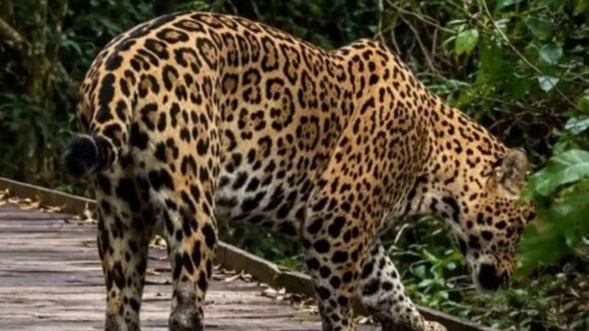 Se trata de un ejemplar joven y el primero en ser captado luego de que la especie estuviera al borde de la extinción total.