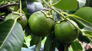 Hay una fruta mexicana que es altamente rica en vitamina C y supera a la naranja.
