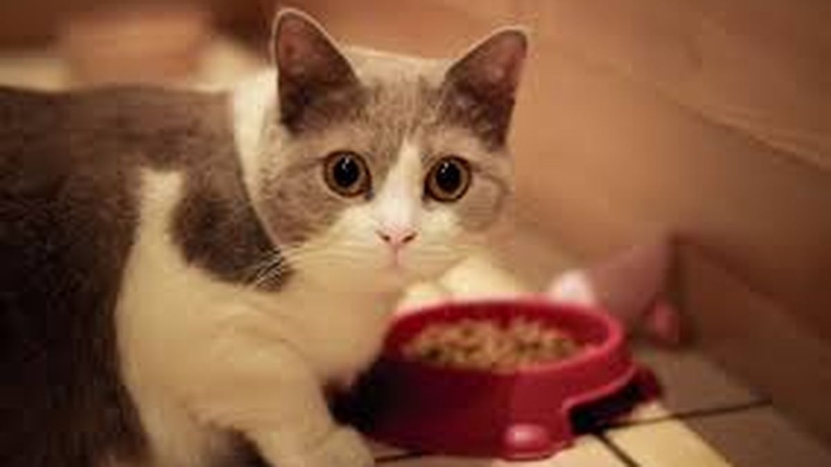 Why do cats leave a hole in the food center? The explanation of veterinarians