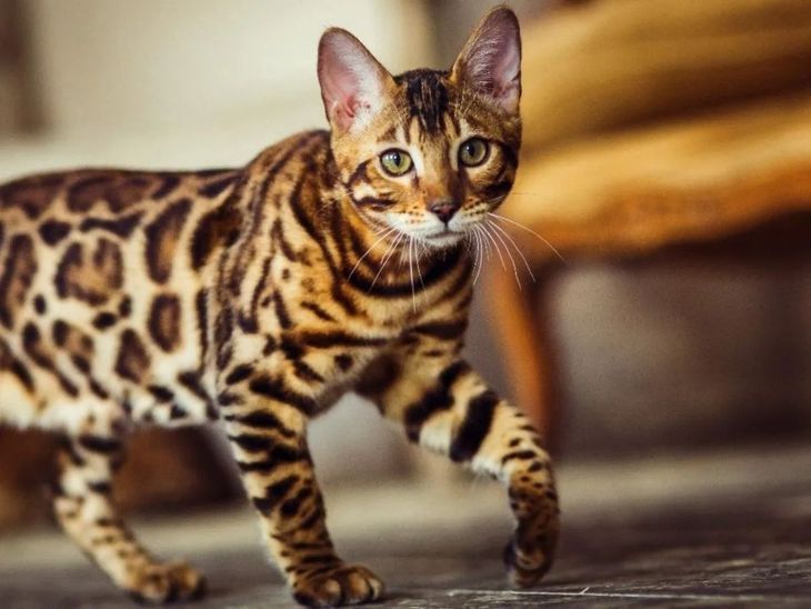 Estas son las razas de gatos más caros del mundo