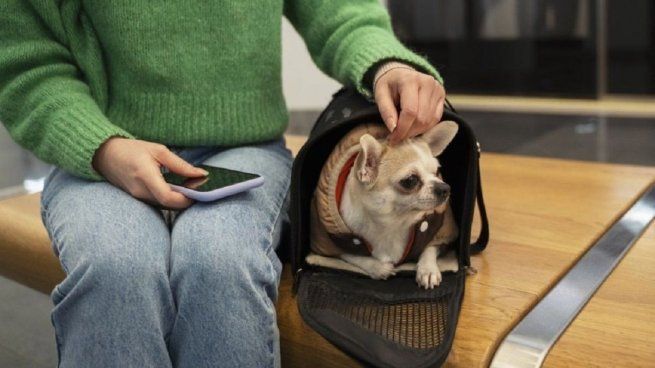 Realizarán encuesta para ver si los ciudadanos aceptan que las mascotas viajen en subte