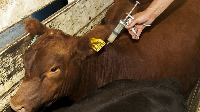 vacas vacuna uruguay.jpg