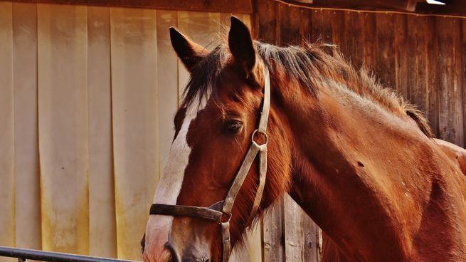 El paciente con encefalitis equina fue dado de alta en Santa Fe.