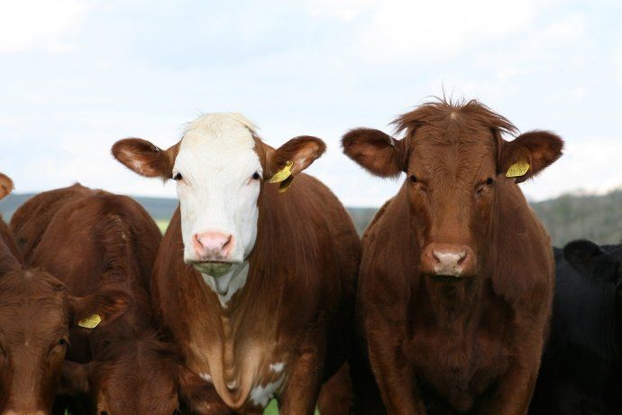 Semana clave para el campo: se define cómo seguirán los envíos de carne en 2022