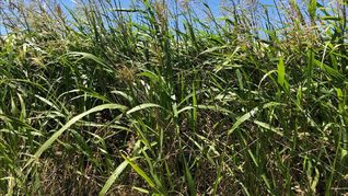 Una empresa exportará las primeras 500 toneladas de sorgo desde Uruguay hacia China.