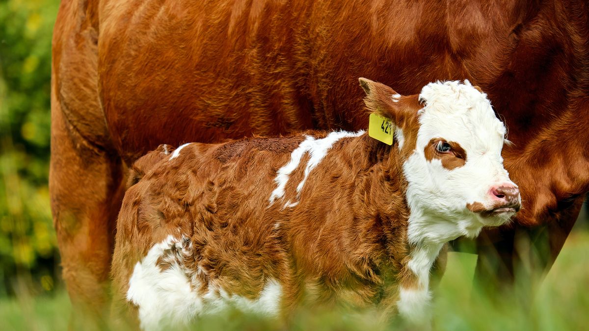Alerta en Misiones por el robo y faena para consumo de un ternero con rabia