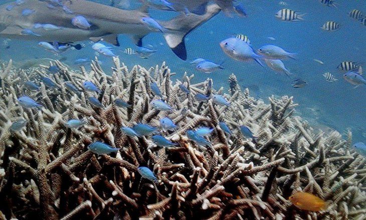 La bella biodiversidad de este mundo submarino de antaño.