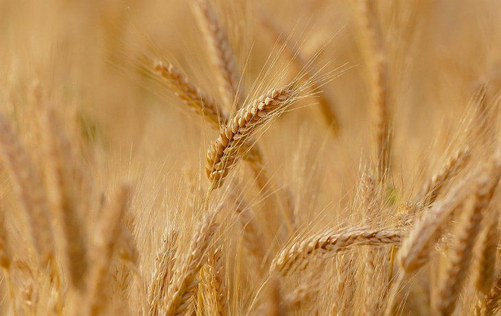 Bioceres Crop Solutions (BIOX) es responsable del desarrollo de la tecnología HB4. 