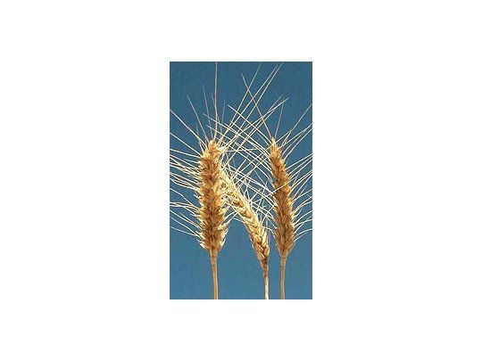 El área sembrada de trigo cayó 40%.