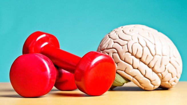 La palta mejora las funciones del cerebro y tu calidad de vida.
