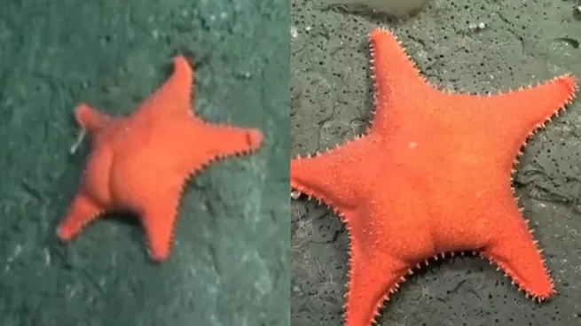 La estrella de mar que se convirtió en protagonista del streamingi del CONICET por su particular forma.&nbsp;