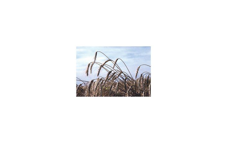 El incremento de los precios puede atribuirse a las restricciones aplicadas en Rusia a la venta de trigo a raíz de la sequía que registra ese país.