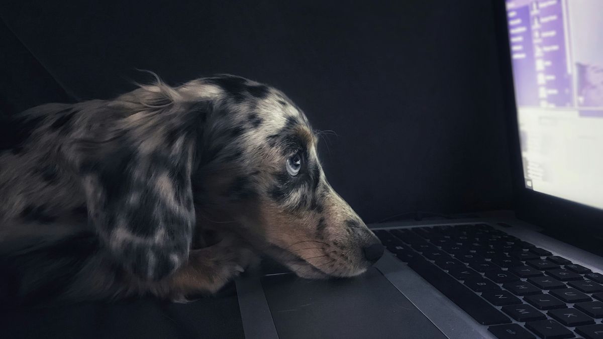 The trainers’ secret method of talking to dogs