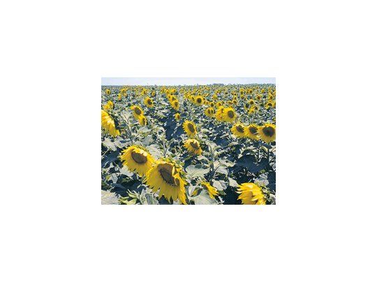 La Bolsa de Cereales de Buenos Aires señaló que las lluvias acompañaron al girasol durante su ciclo, lo que favorecerá la producción de esta campaña.