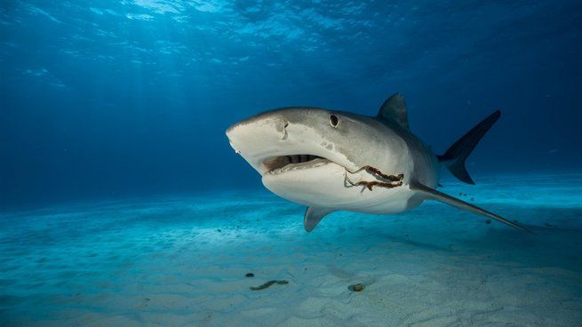 Crecen los ataques de tiburones en EEUU.