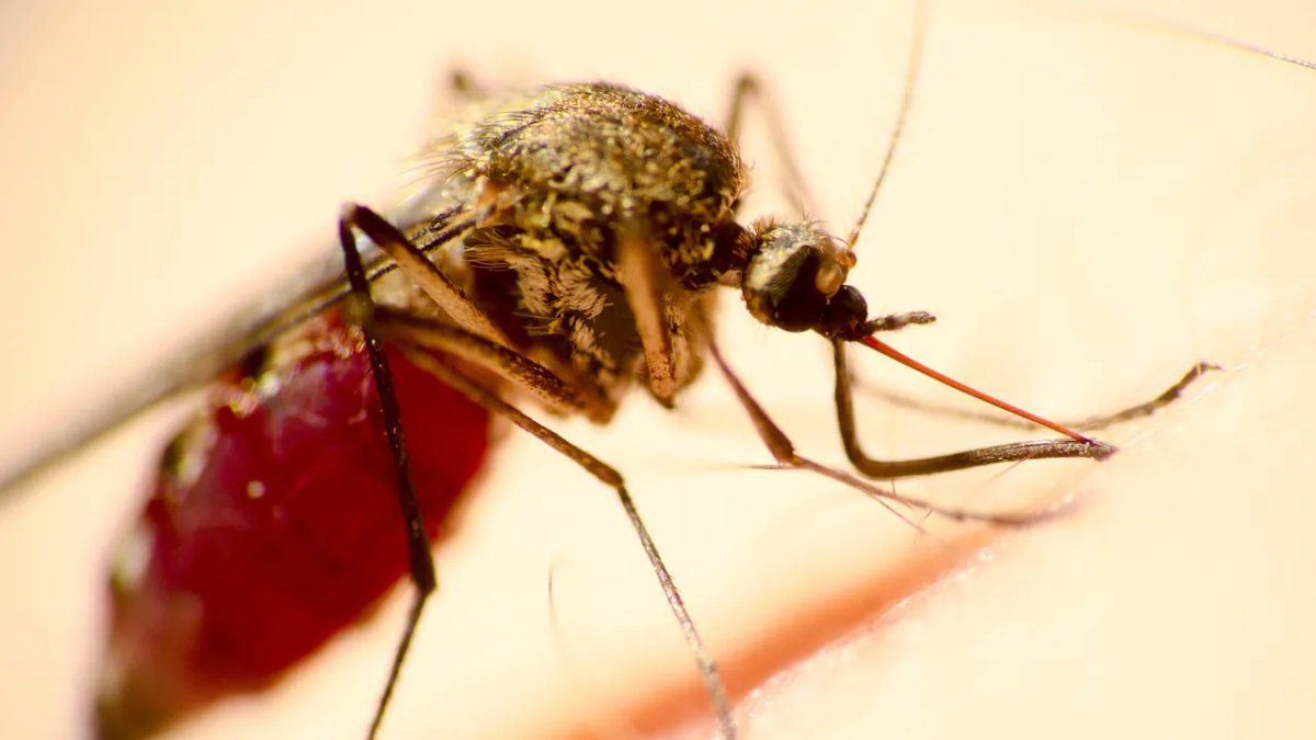What is Oropuche, the new disease that is advancing and worrying in Latin America