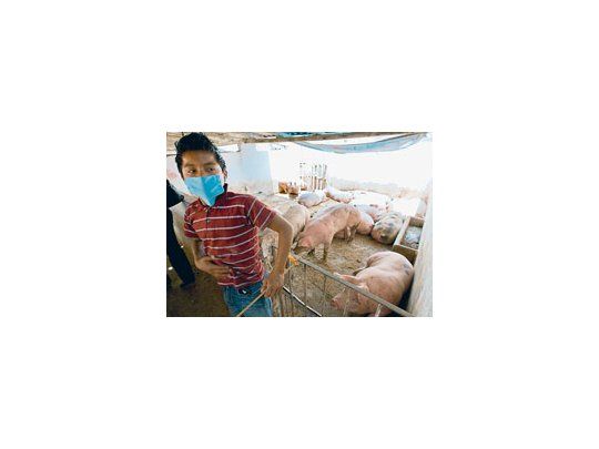 Tanto el consumo de carne porcina fresca como los chacinados registran importantes caídas (20% y 30%, respectivamente) debido a la asimilación de esta carne con la gripe A H1N1.
