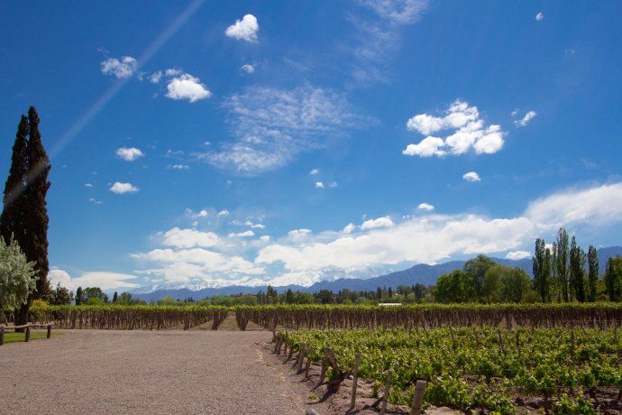 Los viñedos juegan un papel fundamental en este rincón mendocino. 