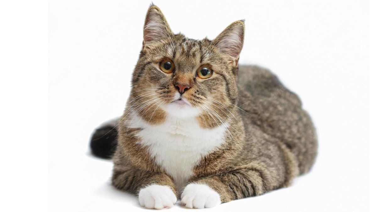 He arrived at the right time: the neighbor’s cat saved his appointment and went viral
