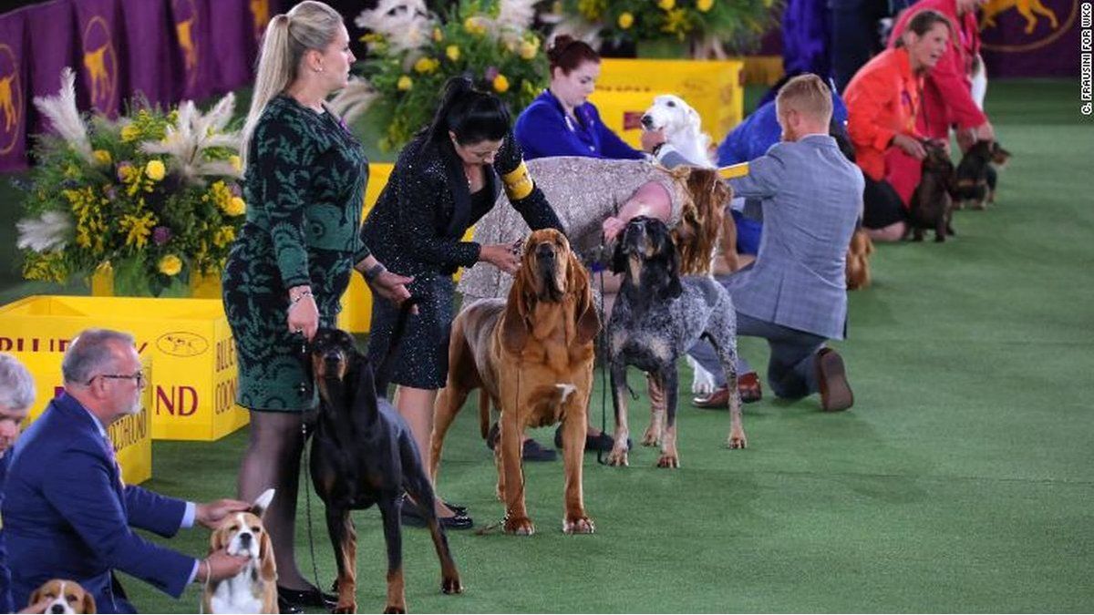 los perros mas feos de la historia