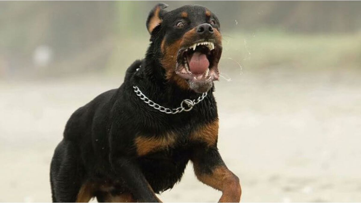 que es mas peligroso rottweiler o pitbull