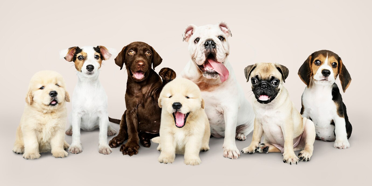 Ranking of the most intelligent dogs.
