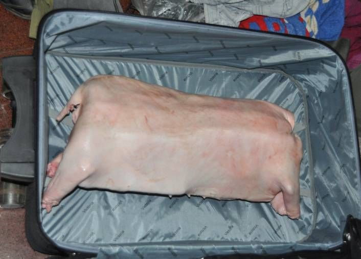 Insólito: ocultan la droga dentro de un lechón  (foto 1)
