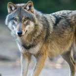 Aparición de loba BEY03F en Los Ángeles. Aparición de loba BEY03F en Los Ángeles.