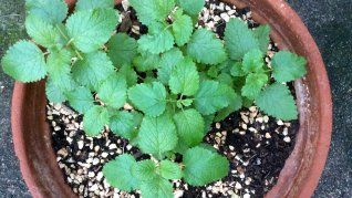 El toronjil es una planta que se encuentra en climas cálidos.