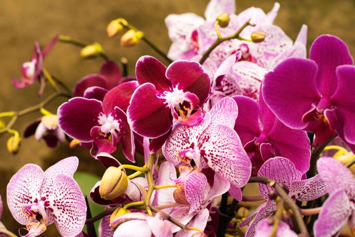 In Feng Shui, the orchid represents fertility, sensuality and a solid emotional bond. In Feng Shui, the orchid represents fertility, sensuality and a solid emotional bond.