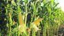 Corn. Corn.