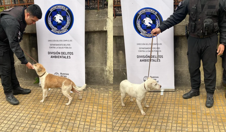 La Unidad Fiscal Especializada en Materia Ambiental (UFEMA) logró rescatar a seis perros. La Unidad Fiscal Especializada en Materia Ambiental (UFEMA) logró rescatar a seis perros.