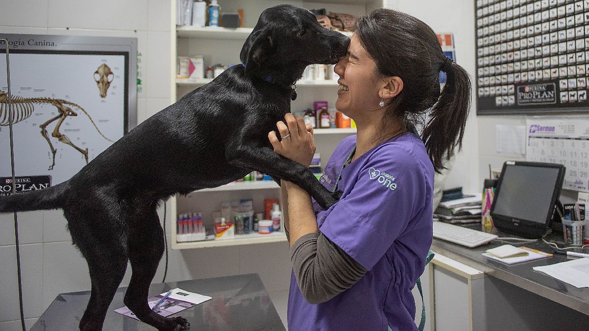 For investors: how much do you have to spend to set up a veterinary franchise
