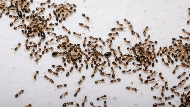 Plaga de hormigas en casa: cómo combatirlas.