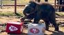 The elephant cub Yaad chose the Kansas City Chiefs as the winners of the LVIII edition of Super Bowl, which takes place tonight in Las Vegas. The elephant cub Yaad chose the Kansas City Chiefs as the winners of the LVIII edition of Super Bowl, which takes place tonight in Las Vegas.