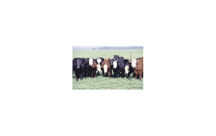ámbito.com | Los productores deben apuntar a lograr un destete precoz para pasar del 73% al 80% y utilizar en forma más eficiente las pasturas y la suplementación a grano para ganar más kilos de carne.