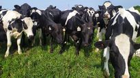 El sector lechero recibe finalmente buenas noticias con un aumento interanual de exportaciones por el 25% en julio.