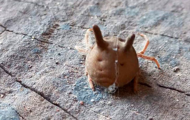 Araña cabeza de gato.