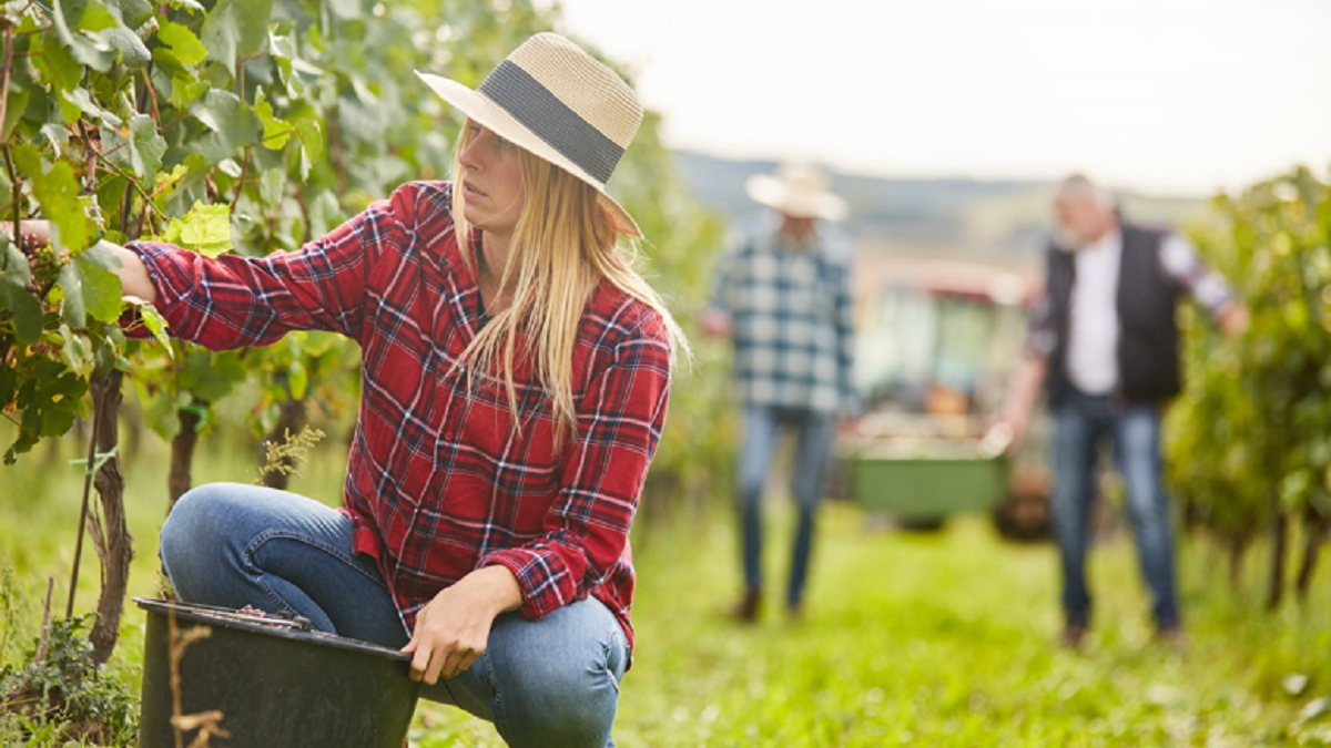 VIP experience in Mendoza to live carnival and harvest with all the senses