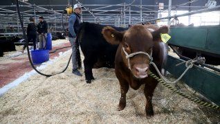 El Gobierno oficializó dos nuevas resoluciones que introducen cambios en la regulación sanitaria del sector agropecuario. El Gobierno oficializó dos nuevas resoluciones que introducen cambios en la regulación sanitaria del sector agropecuario.