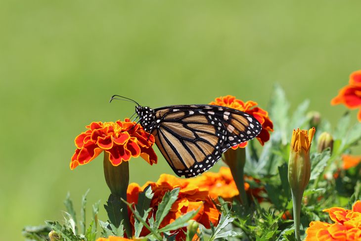 Seis recomendaciones para atraer mariposas a tu jardín