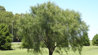 La razón es que esta especie posee una serie de aceites esenciales y alcaloides, como el terpineol y el felandreno, que son repelentes naturales de mosquitos, incluido el Aedes Aegypti, vector del dengue. La razón es que esta especie posee una serie de aceites esenciales y alcaloides, como el terpineol y el felandreno, que son repelentes naturales de mosquitos, incluido el Aedes Aegypti, vector del dengue.