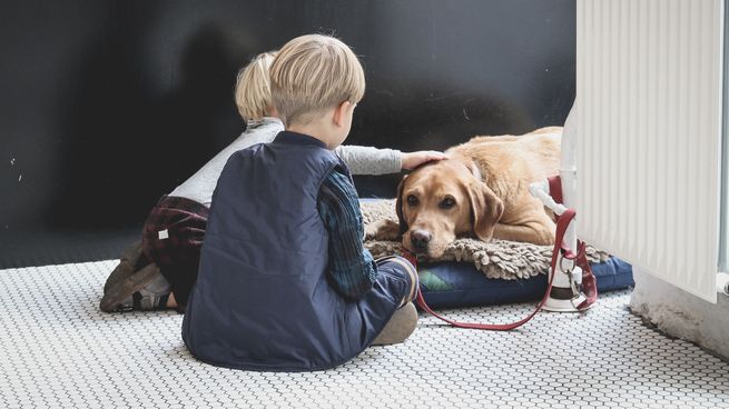 Los perros adultos suelen estar más cansados y tristes. 